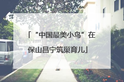 “中国最美小鸟”在保山昌宁筑巢育儿