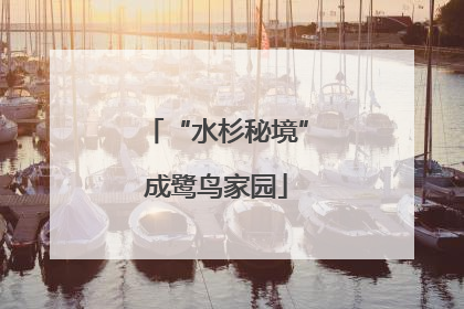 “水杉秘境”成鹭鸟家园
