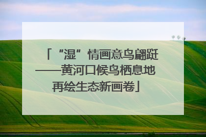 “湿”情画意鸟翩跹——黄河口候鸟栖息地再绘生态新画卷