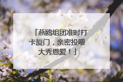 燕鸥组团准时打卡厦门，亲密投喂大秀恩爱！