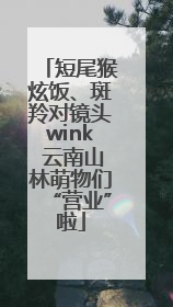 短尾猴炫饭、斑羚对镜头wink 云南山林萌物们“营业”啦