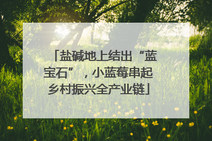 盐碱地上结出“蓝宝石”，小蓝莓串起乡村振兴全产业链