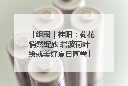 组图｜桂阳：荷花悄然绽放 碧波荷叶绘就美好夏日画卷