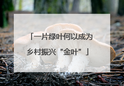 一片绿叶何以成为乡村振兴“金叶”