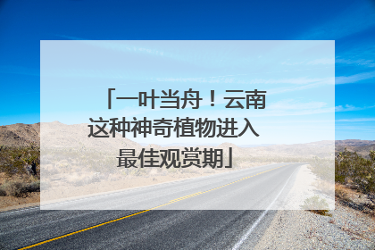 一叶当舟！云南这种神奇植物进入最佳观赏期