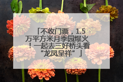 不收门票，1.5万平方米月季园爆火！一起去三好桥头看“龙凤呈祥”