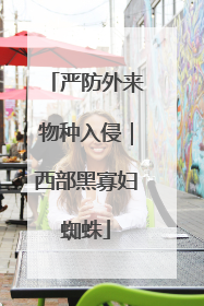 严防外来物种入侵｜西部黑寡妇蜘蛛