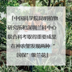 中国科学院昆明植物研究所和深圳兰科中心联合科考取得重要成果 在神农架发现两种“国保”级兰花