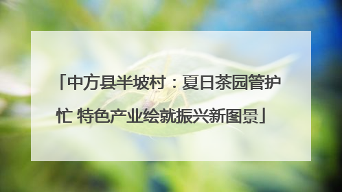 中方县半坡村：夏日茶园管护忙 特色产业绘就振兴新图景