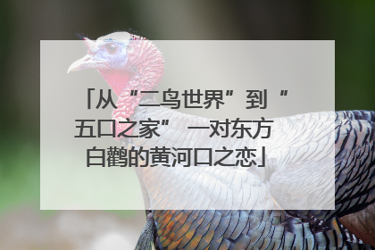 从“二鸟世界”到“五口之家” 一对东方白鹳的黄河口之恋