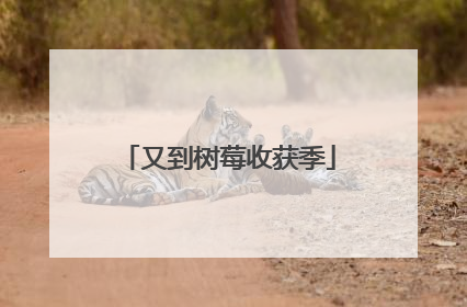 又到树莓收获季