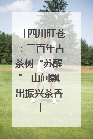 四川旺苍：三百年古茶树“苏醒” 山间飘出振兴茶香