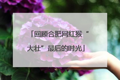 回顾合肥网红猴“大壮”最后的时光