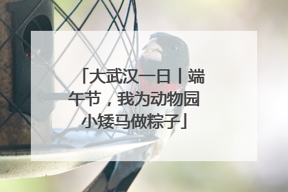 大武汉一日丨端午节，我为动物园小矮马做粽子