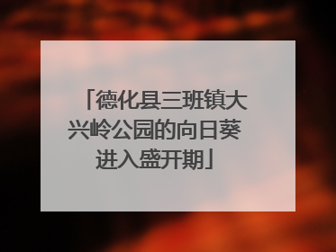 德化县三班镇大兴岭公园的向日葵进入盛开期