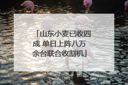 山东小麦已收四成 单日上阵八万余台联合收割机