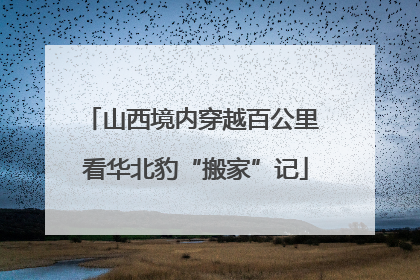 山西境内穿越百公里 看华北豹“搬家”记