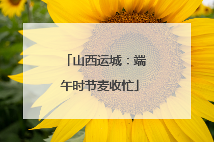 山西运城：端午时节麦收忙