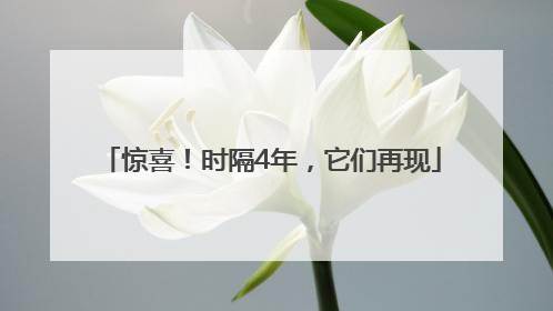 惊喜！时隔4年，它们再现