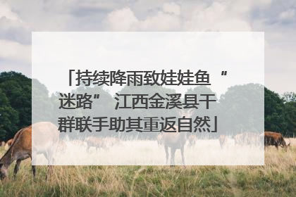 持续降雨致娃娃鱼“迷路” 江西金溪县干群联手助其重返自然