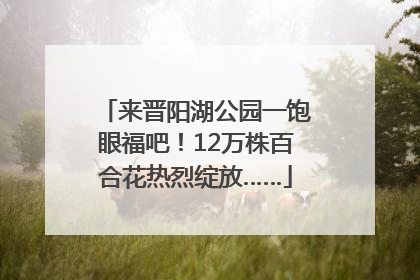 来晋阳湖公园一饱眼福吧！12万株百合花热烈绽放……
