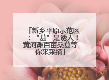新乡平原示范区：“葚”是诱人！黄河滩百亩桑葚等你来采摘