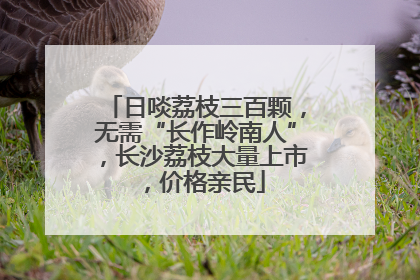 日啖荔枝三百颗，无需“长作岭南人”，长沙荔枝大量上市，价格亲民
