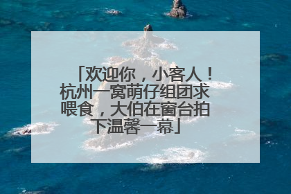 欢迎你，小客人！杭州一窝萌仔组团求喂食，大伯在窗台拍下温馨一幕