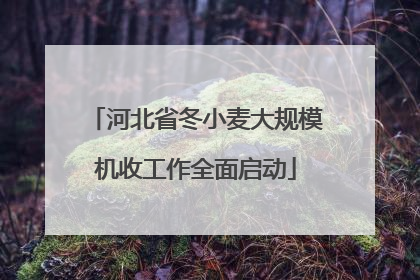 河北省冬小麦大规模机收工作全面启动