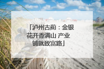 泸州古蔺：金银花开香满山 产业铺就致富路