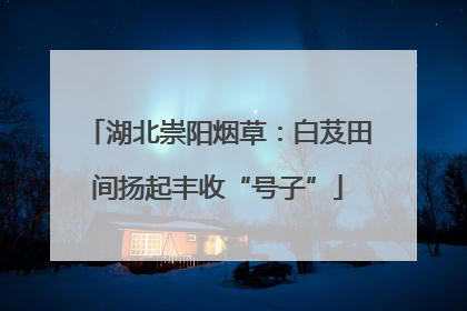 湖北崇阳烟草：白芨田间扬起丰收“号子”
