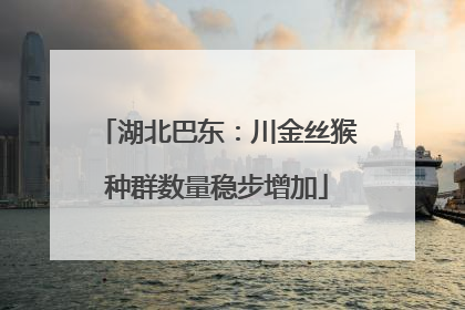 湖北巴东：川金丝猴种群数量稳步增加