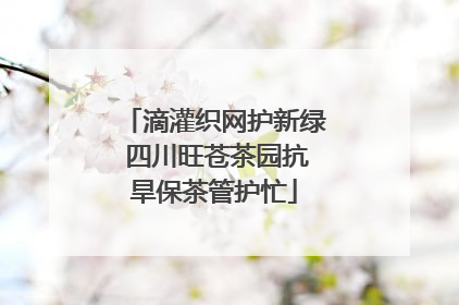 滴灌织网护新绿 四川旺苍茶园抗旱保茶管护忙