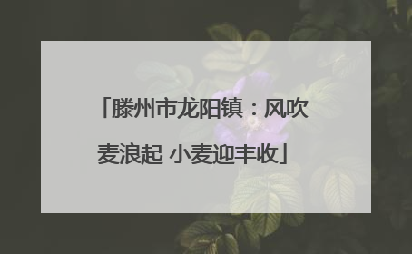 滕州市龙阳镇：风吹麦浪起 小麦迎丰收