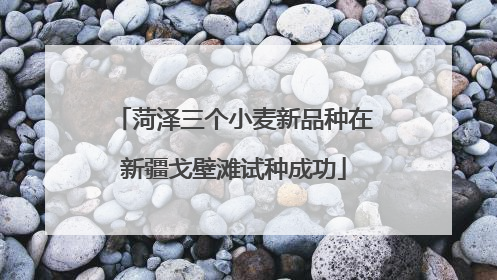菏泽三个小麦新品种在新疆戈壁滩试种成功