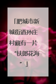 肥城市新城街道孙庄村藏有一片“扶郎花海”