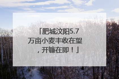 肥城汶阳5.7万亩小麦丰收在望，开镰在即！