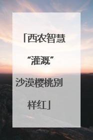 西农智慧“灌溉” 沙漠樱桃别样红