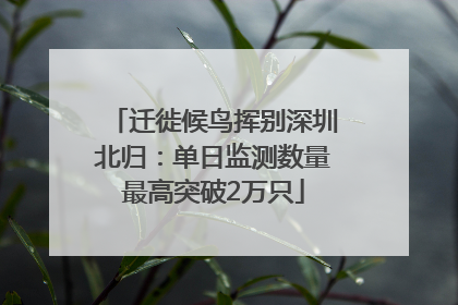 迁徙候鸟挥别深圳北归：单日监测数量最高突破2万只