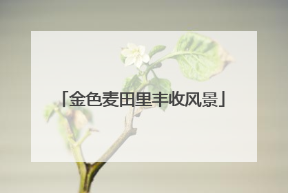 金色麦田里丰收风景