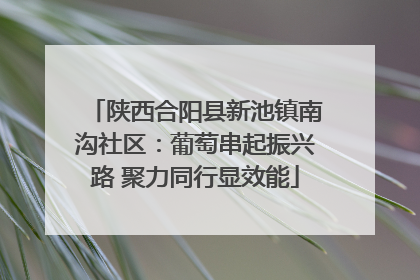陕西合阳县新池镇南沟社区：葡萄串起振兴路 聚力同行显效能
