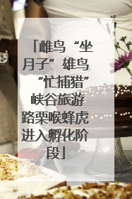 雌鸟“坐月子”雄鸟“忙捕猎” 峡谷旅游路栗喉蜂虎进入孵化阶段