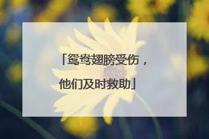 鸳鸯翅膀受伤，他们及时救助