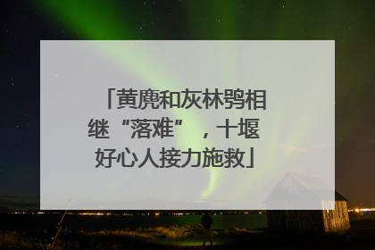 黄麂和灰林鸮相继“落难”，十堰好心人接力施救