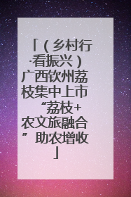 （乡村行·看振兴）广西钦州荔枝集中上市 “荔枝+农文旅融合”助农增收