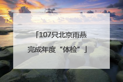 107只北京雨燕完成年度“体检”